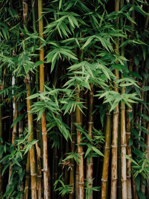 Bambus er en trend der aldrig går ud🎋
Det fungerer både inde og ude, sommer og efterår, år efter år🗓️
Hos altanshop finder du et udvalg af møbler i dette smukke og funktionelle materiale🪑
Tag et kig, og se hvilke trendy møbler du mangler til dit hjem!❤️
https://altanshop.dk
#altan #altanmøbler #trend #bambus #hygge #sommer #efterår #årefterår